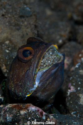 A jawfish with eggs in Tulamben, Bali. by Tammy Gibbs 